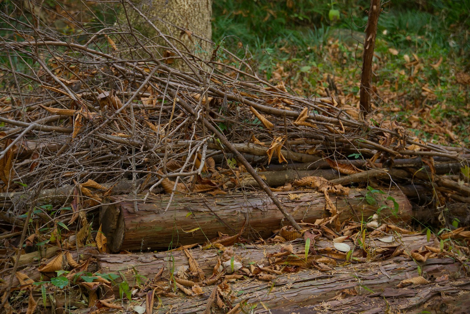 Pile of branches and yard waste